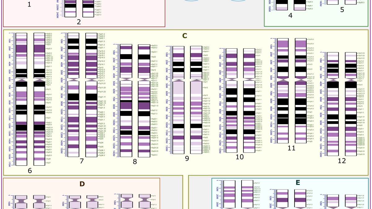 Human chromosome ideogram / karyotype — the genome map that personalized genetics reads; a HelloGenetix record by Panacea Bio Chem and Bogdan Dicoias